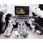 輸入ミニポスター MP339 DOGGY STYLE