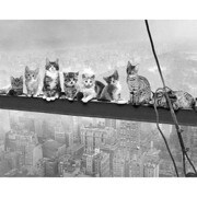 MP451 [輸入ミニポスター CATS ON GIRDER]