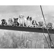 MP452 [輸入ミニポスター DOGS ON GIRDER]
