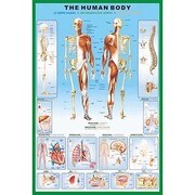 S1438 [Sイラストポスター THE HUMAN BODY]