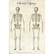 S1933 [Sイラストポスター SKELETAL SYSTEM]