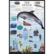 S1957 [Sイラストポスター THE OCEAN Dorling Kindersley]