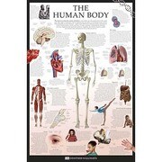 S1960 [Sイラストポスター THE HUMAN BODY Dorling Kindersley]