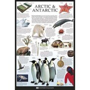 S1961 [Sイラストポスター ARCTIC & ANTARCTIC Dorling Kindersley]