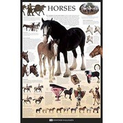 S1962 [Sイラストポスター HORSES Dorling Kindersley]
