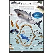 S1964 [Sイラストポスター SHARKS Dorling Kindersley]