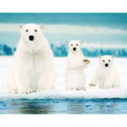 M-406 [Polar Bear Family]