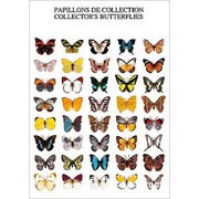 ポストカード Butterflies （6-3） PHC1557