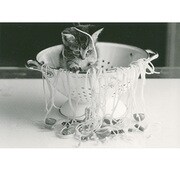 ポストカード Kitten Spaghettis (8-2) PH2310