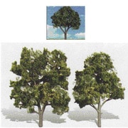 TR3514 [完成樹木　広葉樹　ダークグリーン　12.5～15cm　2本入]