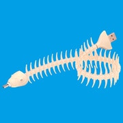 アイボリー 魚コードUSBケーブル IV