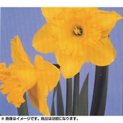 すいせん 黄(球根)