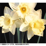 すいせん 白(球根)