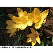 クロッカス黄8cm(球根)