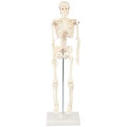 人体骨格模型 42cm 009976