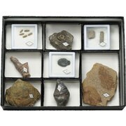 実習用化石セット8種 1セット
