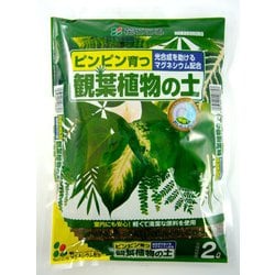 2L 観葉植物の土