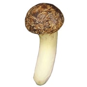 のびのびキノコ 松茸