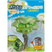 メダカの産卵草 [ホテイアオイ]