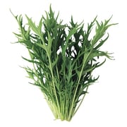 UH-ZCLB02F [水耕栽培専Cube用種子 水菜]