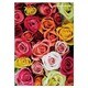 A5ノート[FIORE]RS-AS FIORE-23-55