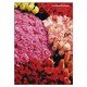 B5ノート[FIORE]RS-BQ FIORE-22-54