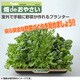 水耕栽培キット 畑deおやさい YVP-40