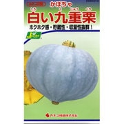 KS300シリーズ（野菜） No.219 かぼちゃ 白い九重栗