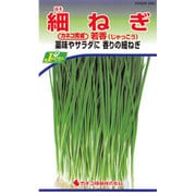 KS300シリーズ（野菜） No.245 細ねぎ 若香（じゃっこう）