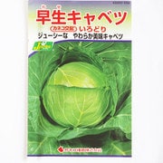 KS300シリーズ（野菜） No.252 早生キャベツ いろどり
