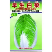 KS300シリーズ [早生白菜 野菜300 256]