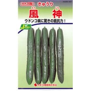 KS300シリーズ（野菜） No.287 きゅうり 風神