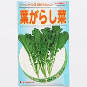 KS100シリーズ（野菜） No.528 葉がらし菜