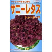 KS100シリーズ（野菜） No.547 サニーレタス レッドリーフ