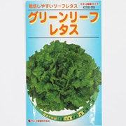 KS100シリーズ（野菜） No.559 グリーンリーフレタス