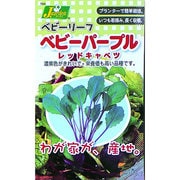 KS100シリーズ [ベビーパープル レッドキャベツ 野菜100 704]