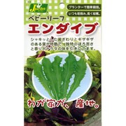 KS100シリーズ（野菜） No.711 ベビーリーフ エンダイブ