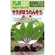KS100シリーズ（野菜） No.715 ベビーリーフ サラダほうれん草 赤軸