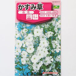 ヨドバシ Com カネコ種苗 ジェーガーデン J Garden Ks100シリーズ 草花 No 013 かすみ草 白花 通販 全品無料配達