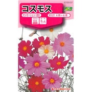 KS100シリーズ（草花） No.037 コスモス センセーション・混合