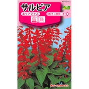 KS100シリーズ（草花） No.040 サルビア 改良ボンファイアー