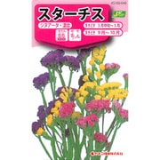 KS100シリーズ（草花） No.048 スターチス シヌアータ・混合