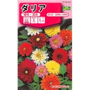 KS100シリーズ（草花） No.059 ダリア 矮性・混合