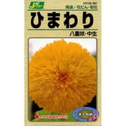 KS100シリーズ（草花） No.081 ひまわり 八重咲き中生