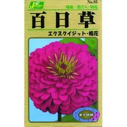 KS100シリーズ [百日草 エクスクイジット 桃花 草花100 085]