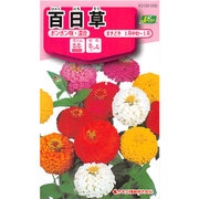 KS100シリーズ（草花） No.090 百日草 ポンポン咲・混合