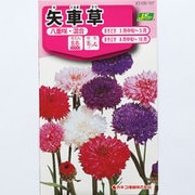 KS100シリーズ（草花） No.107 矢車草 八重咲・混合