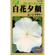 KS100シリーズ（草花） No.110 白花夕顔 ムーンフラワー