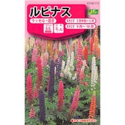 KS100シリーズ（草花） No.113 ルピナス ラッセル・混合