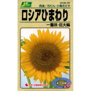 KS100シリーズ（草花） No.167 ロシアひまわり 一重咲・巨大輪